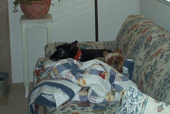Sparkie and Dandee.jpg